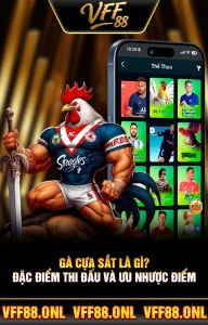 Gà Cựa Sắt Là Gì? Đặc Điểm Thi Đấu Và Ưu Nhược Điểm