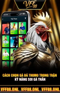 Cách Chọn Gà Đá Thomo Trong Trận - Kỹ Năng Soi Gà Thần