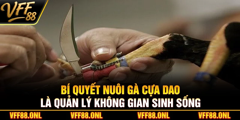 Bí quyết nuôi gà cựa dao là quản lý không gian sinh sống
