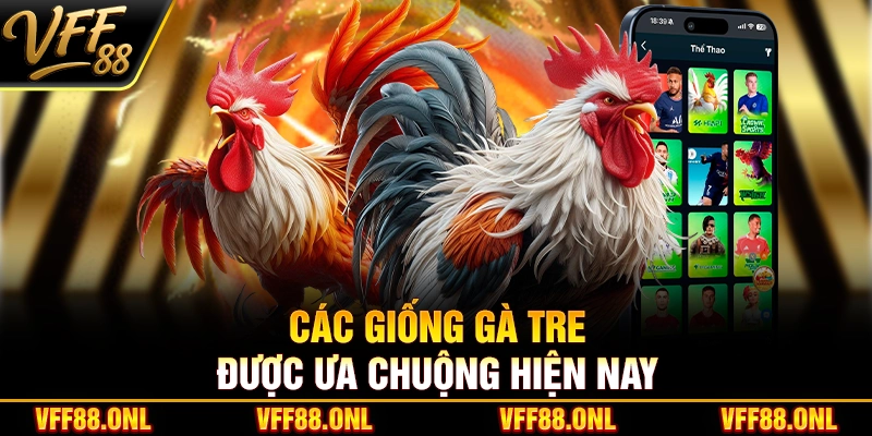 Các giống gà tre được ưa chuộng hiện nay