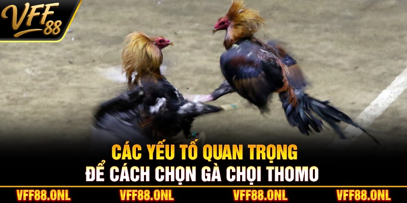 Các yếu tố quan trọng để cách chọn gà chọi Thomo