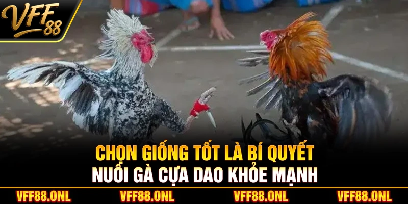 Chọn giống tốt là bí quyết nuôi gà cựa dao khỏe mạnh