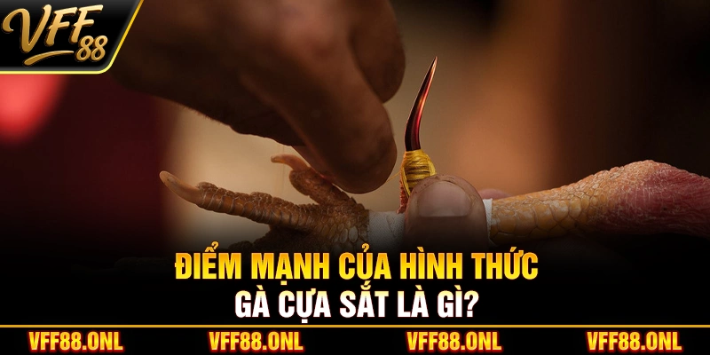 Điểm mạnh của hình thức gà cựa sắt là gì?