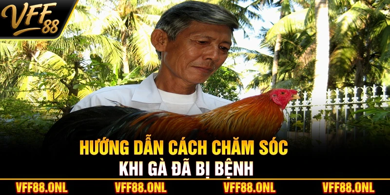 Hướng dẫn cách chăm sóc khi gà đã bị bệnh
