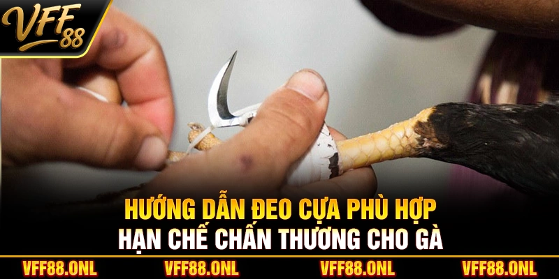 Hướng dẫn đeo cựa phù hợp hạn chế chấn thương cho gà
