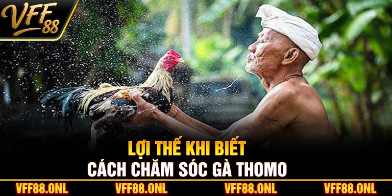 Lợi thế khi biết cách chăm sóc gà Thomo