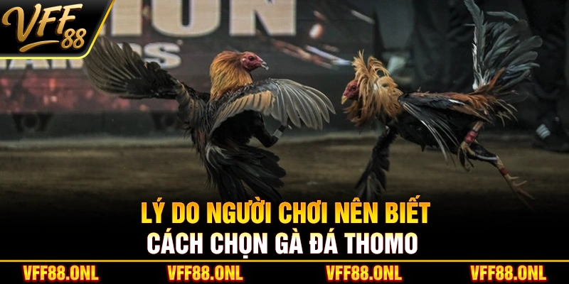 Lý do người chơi nên biết cách chọn gà đá Thomo