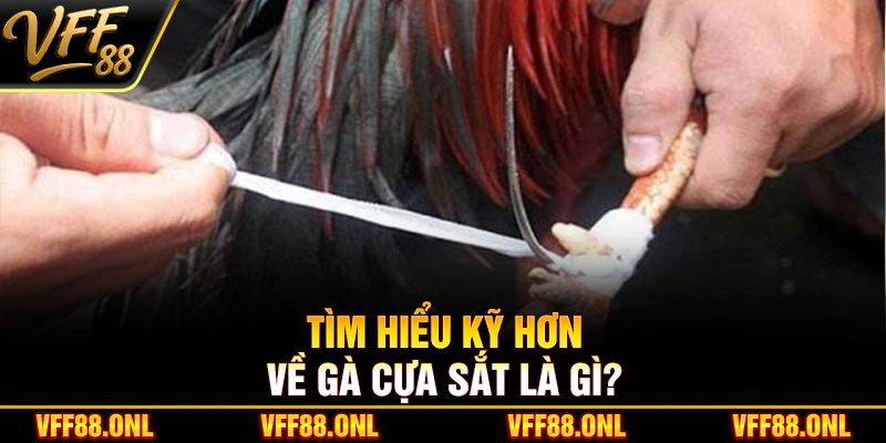 Tìm hiểu kỹ hơn về gà cựa sắt là gì?